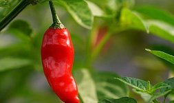 Vypěstovat chilli papričky zvládnete i v květináči. Nabízíme malý přehled jejich využití