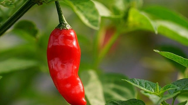 Vypěstovat chilli papričky zvládnete i v květináči. Nabízíme malý přehled jejich využití