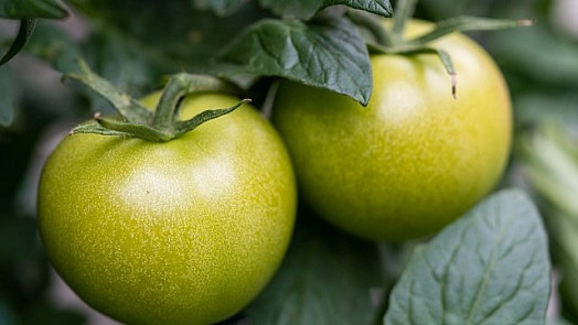 Zelená rajčata, která už neuzrají, můžete zpracovat do čalamád nebo jiných zavařenin