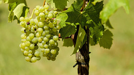 Jak se starat o vinnou révu? Předáme vám pár užitečných rad před příchodem zimy