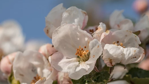 Zmrzlí muži v roce 2025: Kdy jsou a proč je tento termín pro zahrádkáře tak důležitý