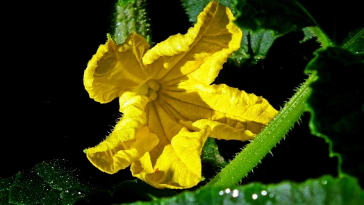 Jak zvýšit plodnost okurek? Na stáří semene rozhodně záleží