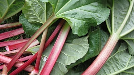 Kdo by neměl jíst rebarboru? Má zdravotní benefity, ale i nežádoucí účinky