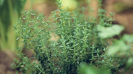 Kdy se stříhá tymián? Poradíme, kdy je vhodné sklízet tuto aromatickou bylinku