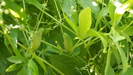 Časté chyby při pěstování ačokči: Nesmíme zapomenout, že jde o popínavou tropickou liánu