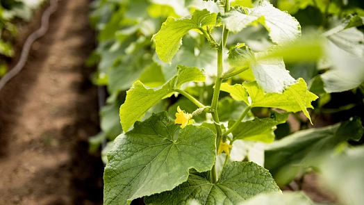 Opravdu potřebují okurky oporu? 7 výhod vertikálního pěstování