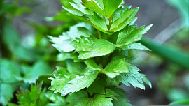 Co s libečkem, když kvete? Pro začínající pěstitele máme několik rad