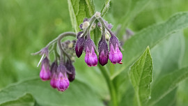 Jak připravit kostivalovou jíchu do zahrady. Užitečná rostlina pro kvalitní zeleninu