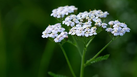 Řebříček obecný a jeho využití na zahradě. Tuto bylinu oceníme při kompostování