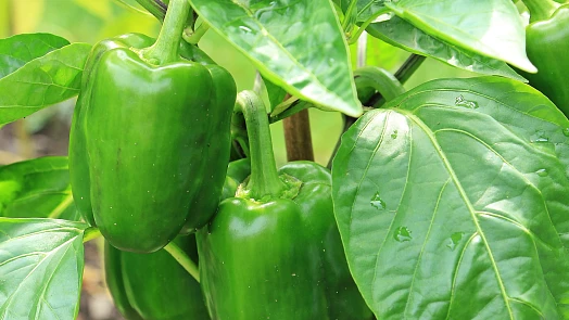 Jak sázet papriky? Těchto 6 tipů by měli znát začínající pěstitelé
