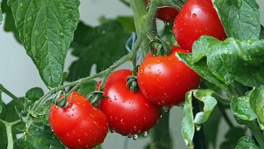 Jedlá soda na zahradě: 6 tipů k aplikaci pro ochranu a lepší kvalitu zeleniny