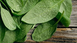 Kdy se špenát vysévá? Rady pro začínající pěstitele