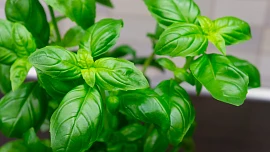 Pěstování bazalky v květináči: Aromatické listy můžeme sklízet i na balkoně