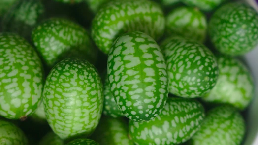 Mexické okurky připomínají miniaturní melouny. Cucamelon vypěstujete snadno