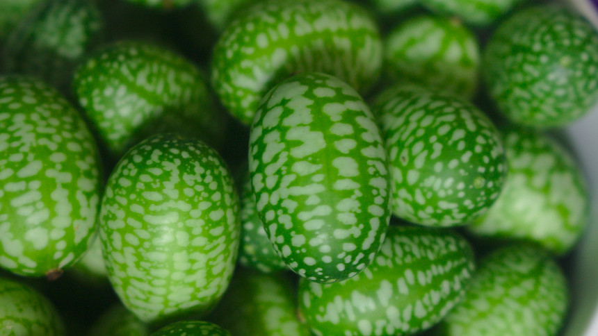 Mexické okurky připomínají miniaturní melouny. Cucamelon vypěstujete snadno