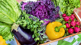 Kdy je správný čas pro sklizeň zeleniny? Rady pro začínající pěstitele