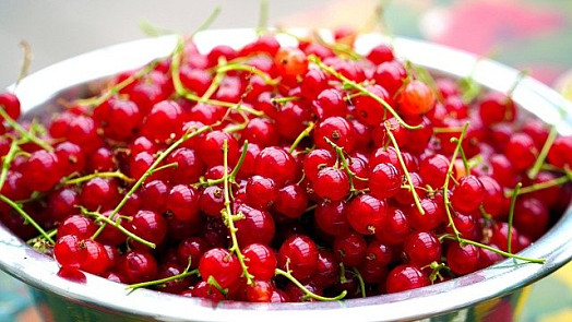 Nevíte, kolik cukru dát do rybízové marmelády? Začátečníkům poradíme