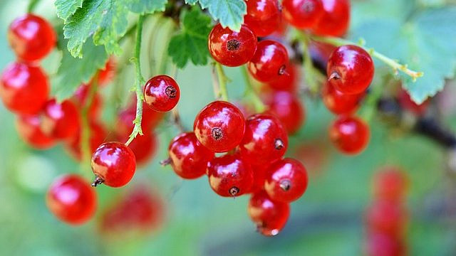 Rybíz má v kuchyni široké uplatnění, je skvělý nejen do bublanin a marmelád