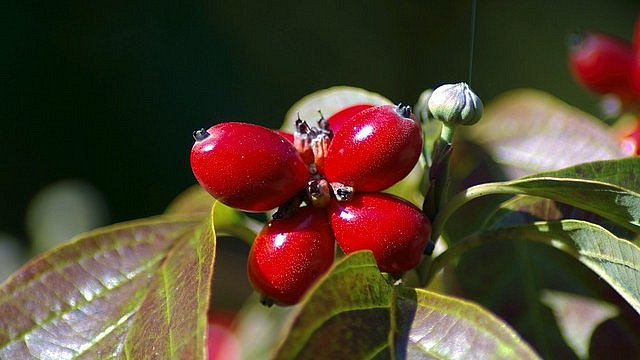 Znáte dřín? Mrazuodolný keř je krásný i užitečný svými plody