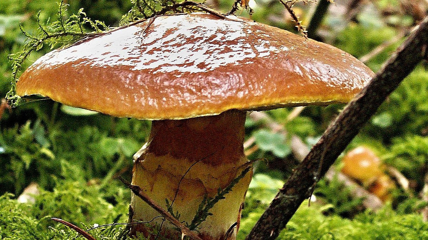 Proč se loupou houby? Poradíme, u kterých druhů hub je loupání výhodné
