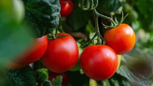 Mulčování na zahradě: Pomáhá zadržovat vláhu v půdě a brání růstu plevelů