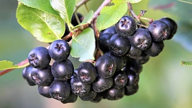 Jak udělat sirup z aronie zastudena? Máme pro vás jednoduchý a spolehlivý recept