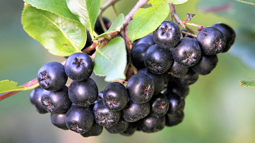 Jak udělat sirup z aronie zastudena? Máme pro vás jednoduchý a spolehlivý recept