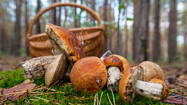 Hřiby, růžovky nebo bedly? Poradíme, co dobrého z jednotlivých druhů hub uvařit Hřiby, růžovky nebo bedly? Poradíme, co dobrého z jednotlivých druhů hub uvařit