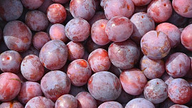 Peckoviny z rodu slivoní zahrnují poměrně velké množství druhů chutného ovoce