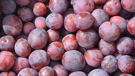 Peckoviny z rodu slivoní zahrnují poměrně velké množství druhů chutného ovoce