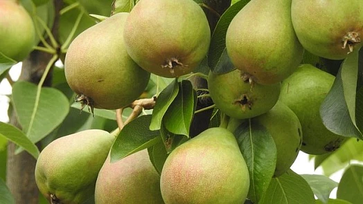 Hrušky můžeme využít nejen na chutné moučníky a dezerty, ale i ve slaných pokrmech