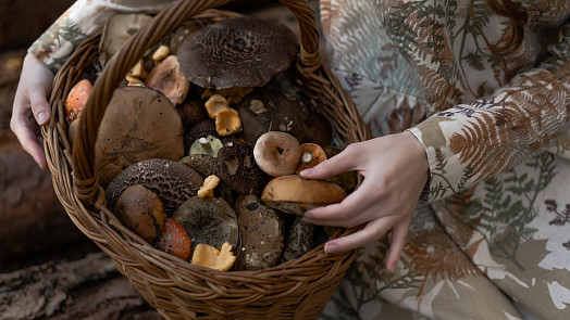 Jak dlouho lze nechat houby v lednici? Urychlená spotřeba je zde opravdu zásadní Jak dlouho lze nechat houby v lednici? Urychlená spotřeba je zde opravdu zásadní