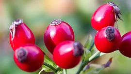 Jak sbírat šípky a jaké plody se hodí ke sběru? Pro sušení zvolte správnou teplotu