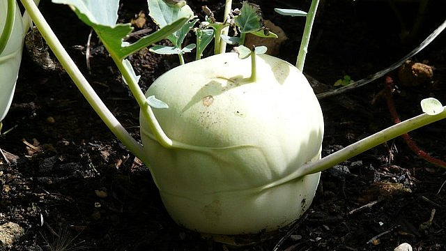 Kedlubnu gigant využijeme na mnoho způsobů. Vyberte si, na co máte chuť