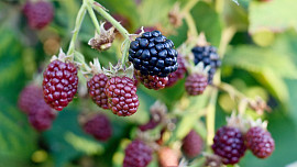 KVÍZ: Jaké drobné ovoce pěstovat na zahradě? Spolehlivost a odolnost se cení