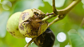 Jak sklízet vlašské ořechy? Podstatné je následné správné vysušení a skladování