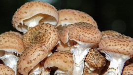 Nevíte, co s nasbíranými václavkami? Poradíme, na co se tyto houby nejvíce hodí