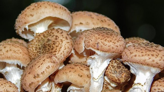 Nevíte, co s nasbíranými václavkami? Poradíme, na co se tyto houby nejvíce hodí