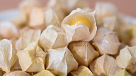 Mochyně peruánská nabízí bohatou úrodu chutného ovoce, přitom pěstování je snadné