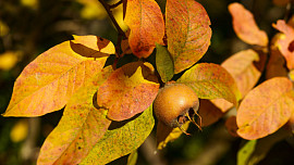 Plody mišpule mají tu správnou chuť teprve po přemrznutí, pak připomínají pyré