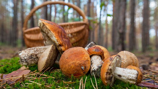 Jak rychle musím zpracovat houby? Zdraví je jen jedno, houby zpracujte urychleně