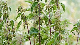 Vysoce ceněná kopřivová semínka poměrně snadno nasbíráte sami. Dokud je ještě čas
