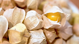 KVÍZ: Mochyně peruánská je zajímavá rostlina, ceněná pro lahodné žlutooranžové plody