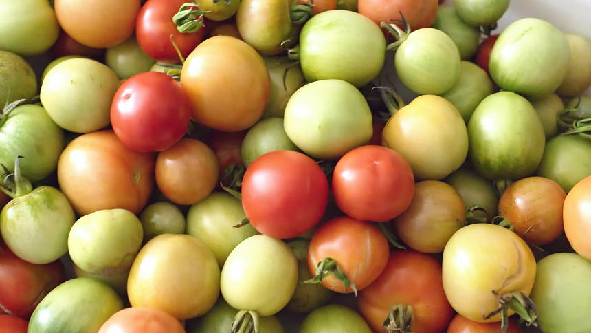 KVÍZ: Co se zelenými rajčaty? Před ochlazením je včas sklidíme, doma nám zčervenají