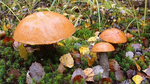 Křemenáč je kvalitní houba našich lesů. V kuchyni má všestranné využití