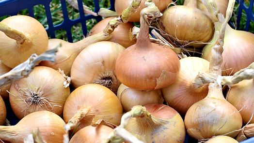 Kdy nasázet ozimou cibuli. Podzimní výsadba vám pro další rok zajistí časnou sklizeň
