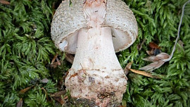 Znáte růžovku neboli masák? Je to vynikající houba, která se uplatní v kuchyni