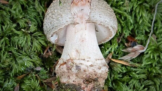Znáte růžovku neboli masák? Je to vynikající houba, která se uplatní v kuchyni