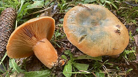 Oblíbené a chutné ryzce jsou výborné i zavařené v octovém nálevu