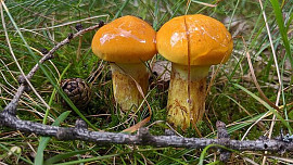 Klouzky jsou dobře rozeznatelné a chutné houby. V lese je uvidíte už zdaleka